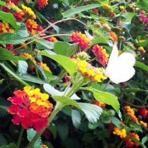 236 - Asimov - Flowers